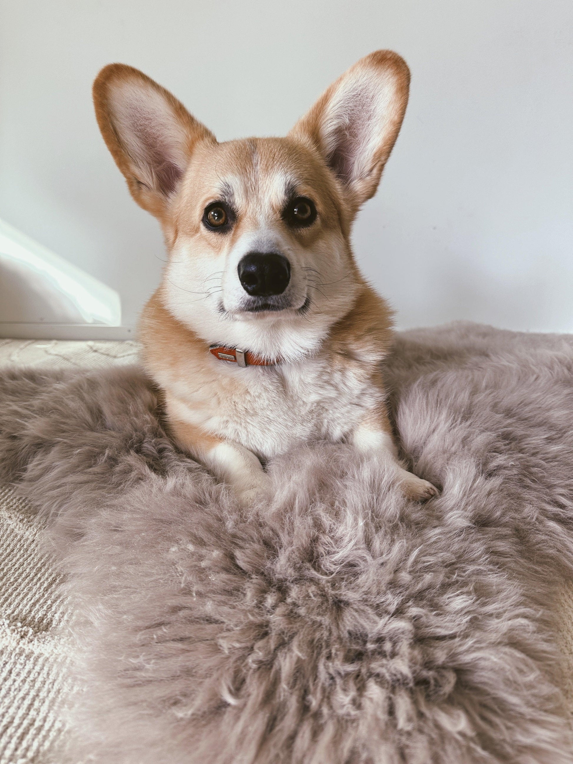 An eco-friendly corgi relaxing on a Mellow Pet Store Square or Rectangular Natural Sheepskin Pet Mat in Greige.