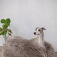 A dog is lounging on a Oval Natural Sheepskin Pet Bed in Greige by Mellow Pet Store in a room.