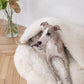 A greyhound dog laying in a Mellow Pet Store Natural Sheepskin Pet Cave - White.