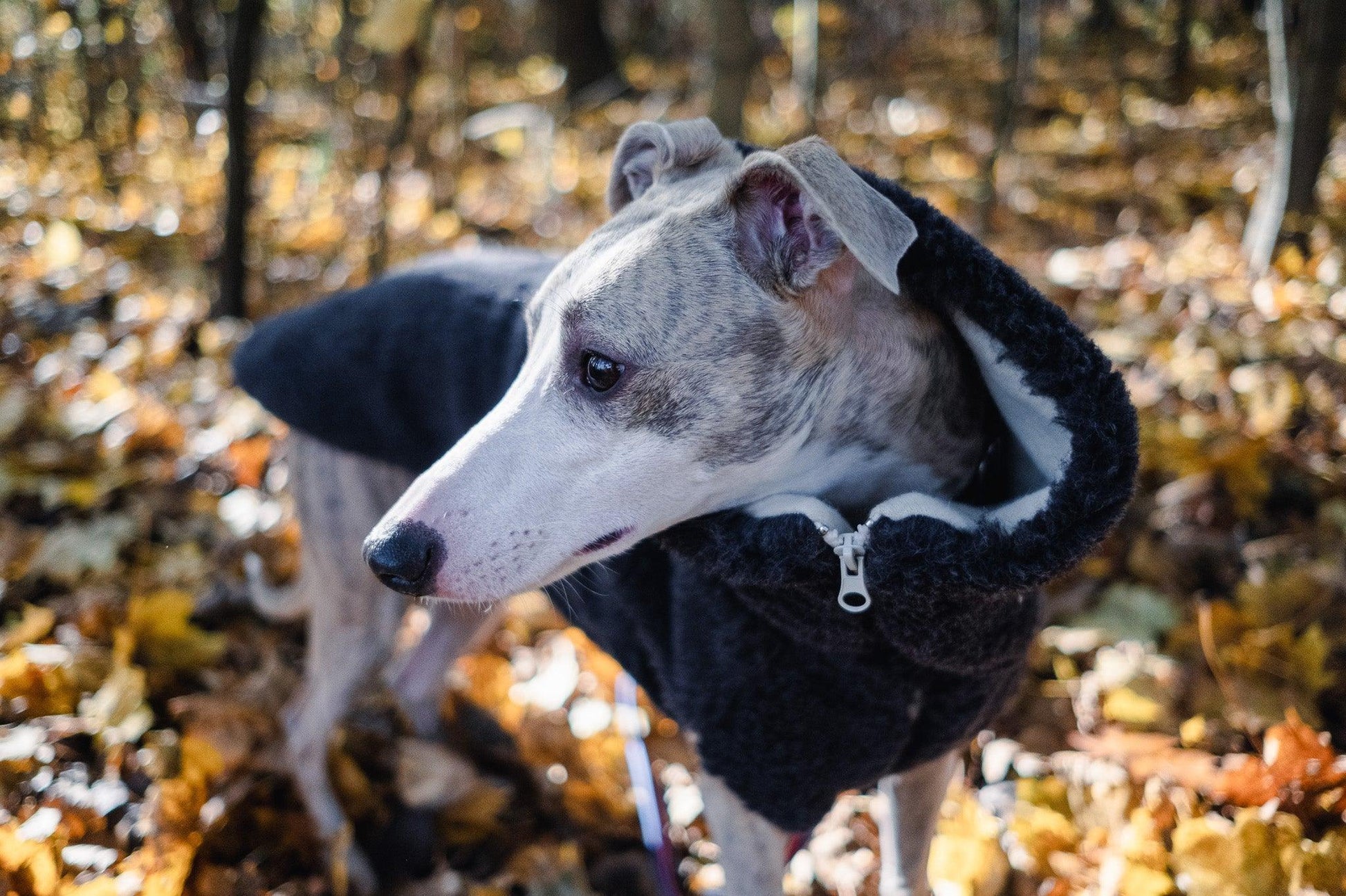 Woolen Dog Vest - Charcoal - MellowConceptStore