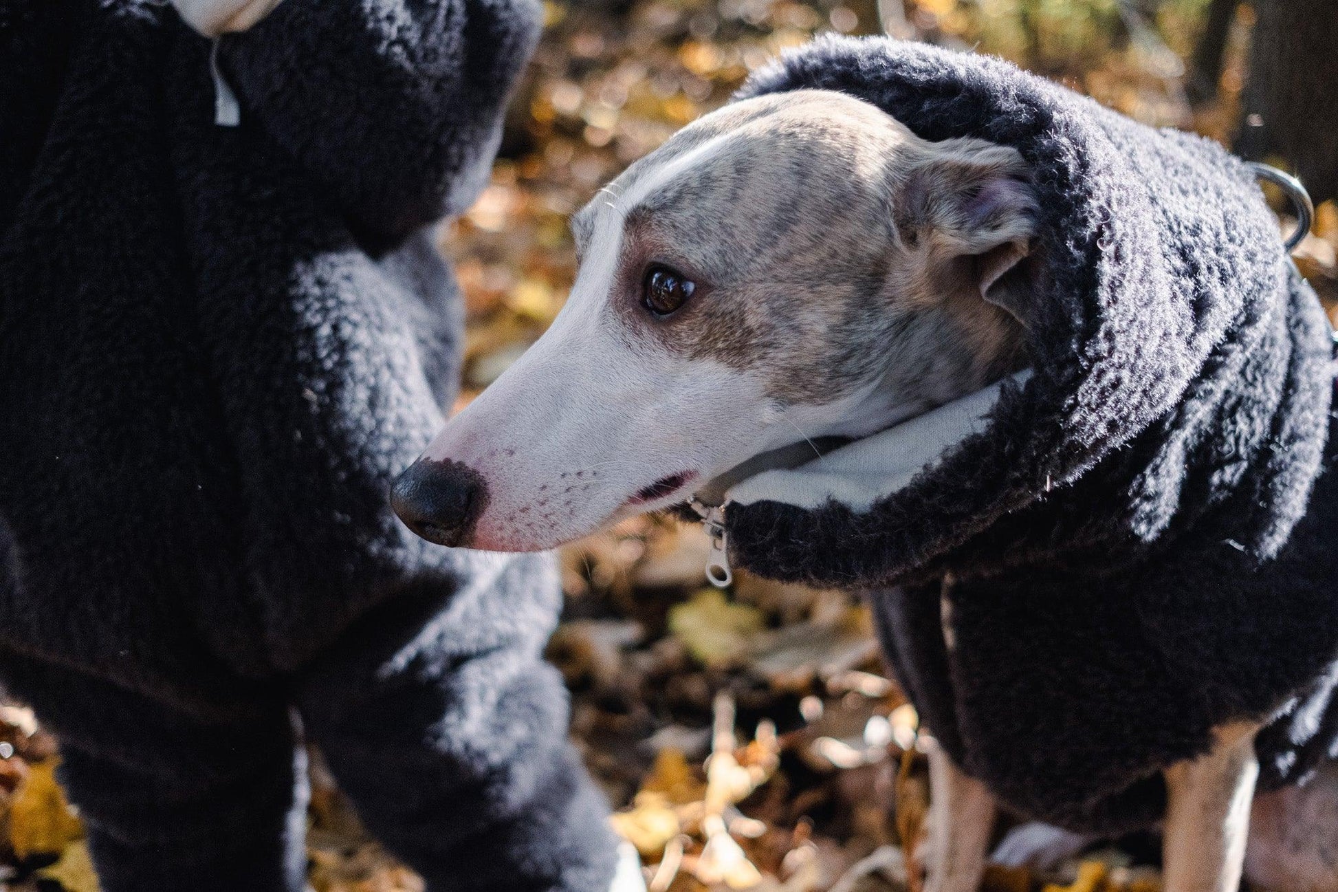 Woolen Dog Vest - Charcoal - MellowConceptStore