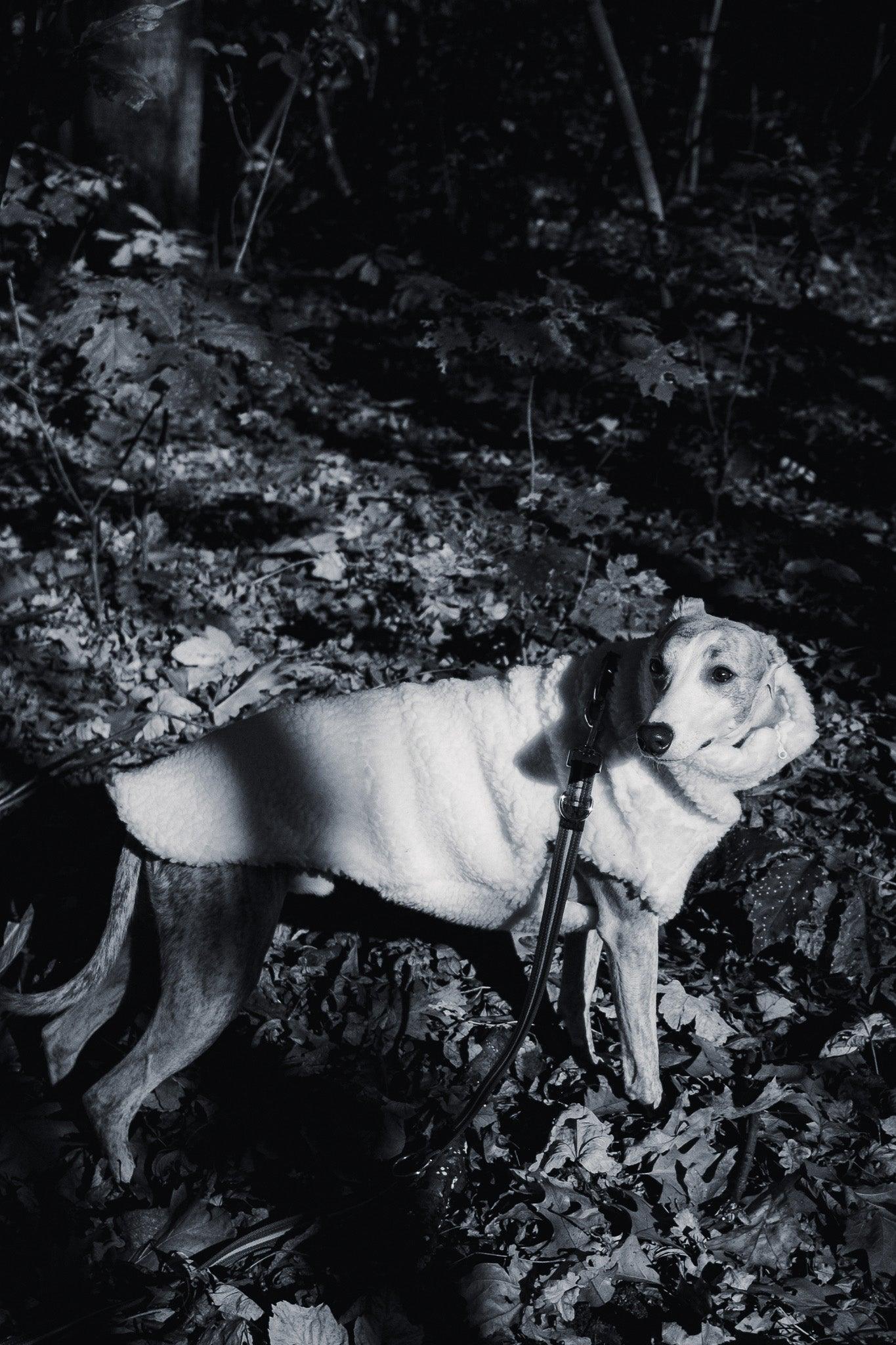 A black and white photo of a Woolen Dog Vest - White from Mellow Pet Store in the woods, surrounded by natural scenery.