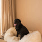 A black dog is lounging on a Mellow Pet Store Oval Natural Sheepskin Pet Bed.