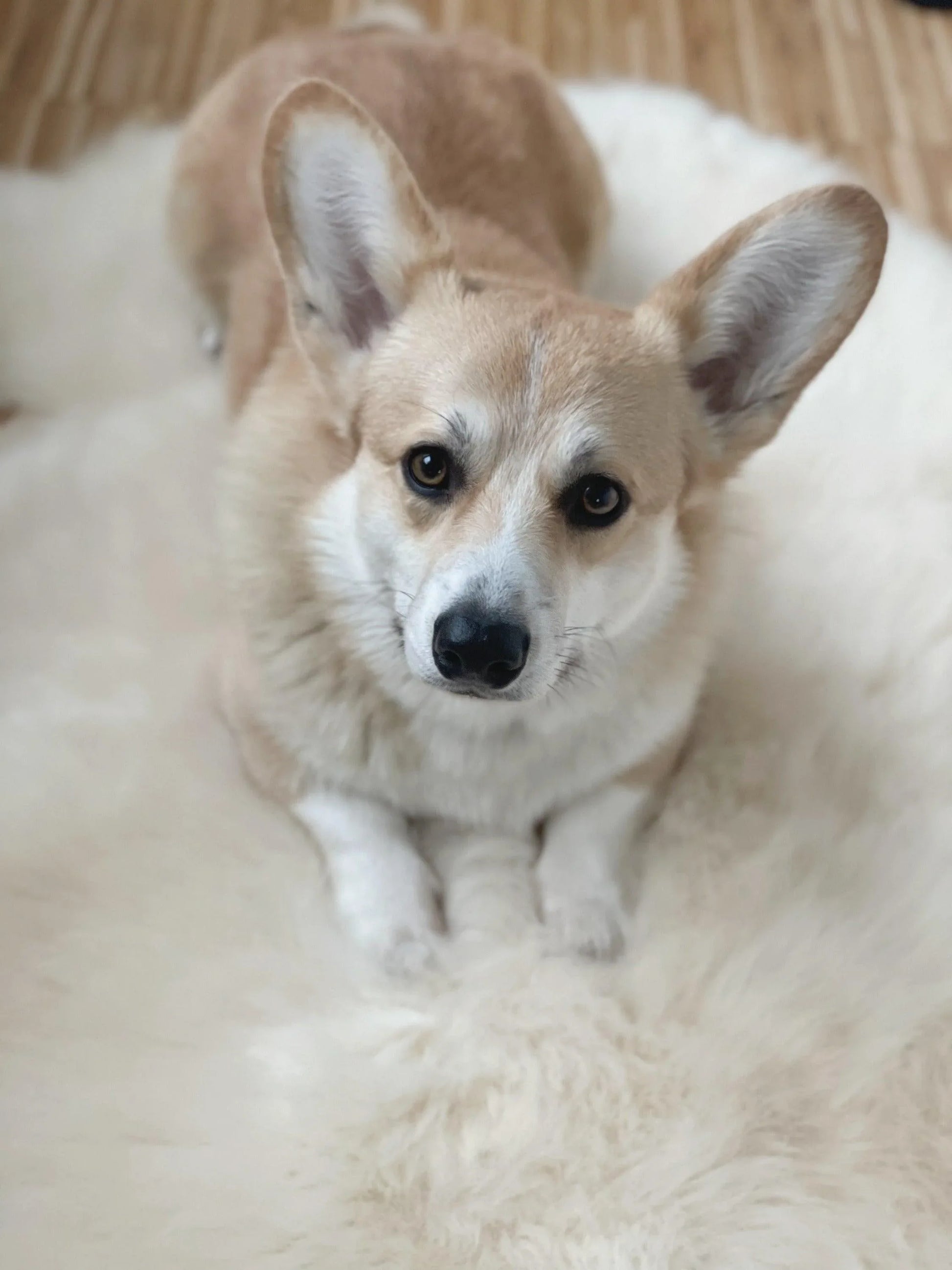 Natural Sheepskin Rug - Ivory - MellowConceptStore