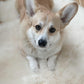 An eco-friendly corgi resting on a Mellow Pet Store Natural Sheepskin Rug for Pet.