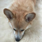 A corgi resting on a Natural Sheepskin Rug for Pet, made from Mellow Pet Store sheepskin.