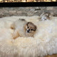 Two small dogs lounging on a Mellow Pet Store Oval Natural Sheepskin Pet Bed in front of a fireplace, surrounded by Eco-luxury pet supplies.