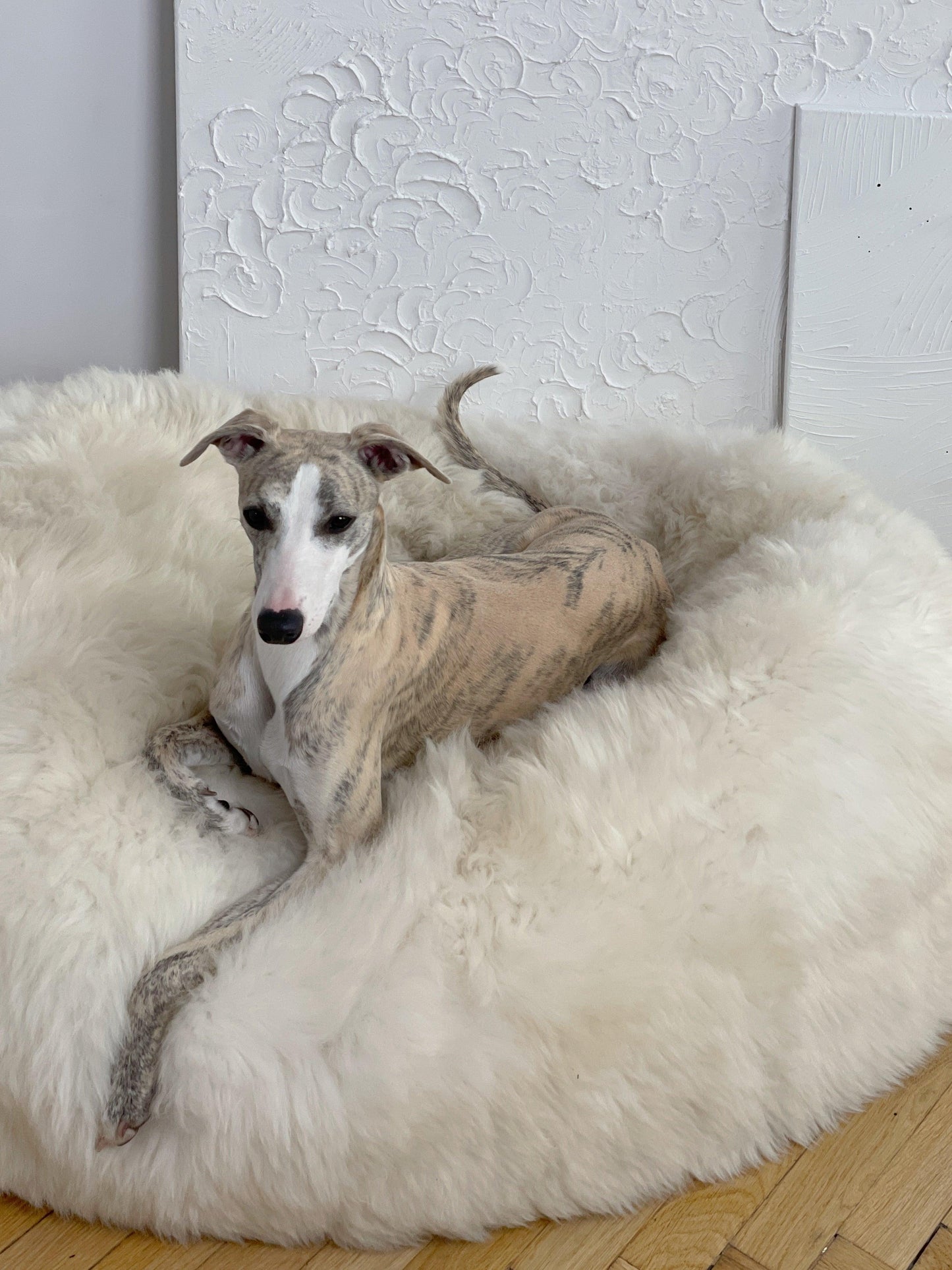 An eco-friendly greyhound lounging on a large fluffy Oval Natural Sheepskin Pet Bed from Mellow Pet Store.