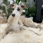 A greyhound lounges on a Square or Rectangular Natural Sheepskin Pet Mat - White from Mellow Pet Store in a cozy living room.