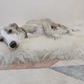 A greyhound dog lounging on a Square or Rectangular Natural Sheepskin Pet Mat in White from Mellow Pet Store.