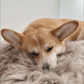 A corgi peacefully napping on a Square or Rectangular Natural Sheepskin Pet Mat in Greige from Mellow Pet Store.