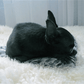 A black dog lounging on a pillow made of Mellow Pet Store's Natural Sheepskin Rug for Pets.